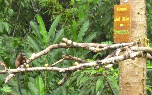 001 Cropped Monkey At Casa Del Rio Mocoa 20th Dec 2011.jpg